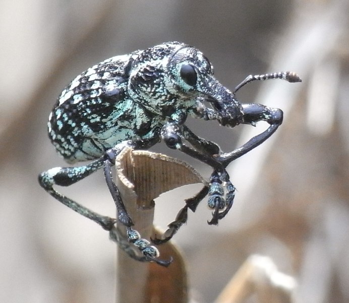 Желудевый долгоносик (Curculio glandium Marsh,).