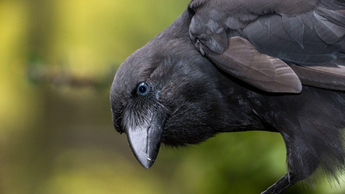 Черный ворон Corvus Corax