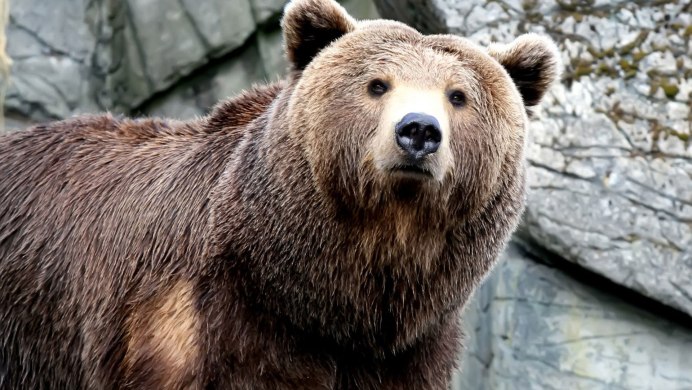 Бурый медведь (Ursus arctos) Камчатка