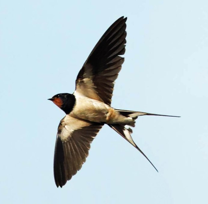 Деревенская Ласточка – Hirundo Rustica