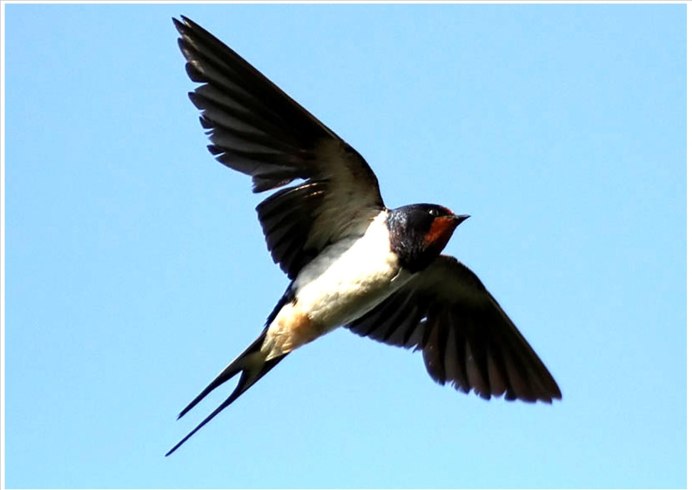Ласточка деревенская (Касатка) (Hirundo Rustica)