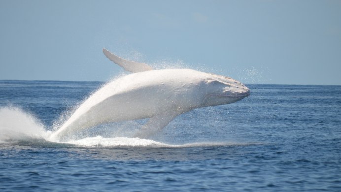 Baleine Blanche Kids Expedition