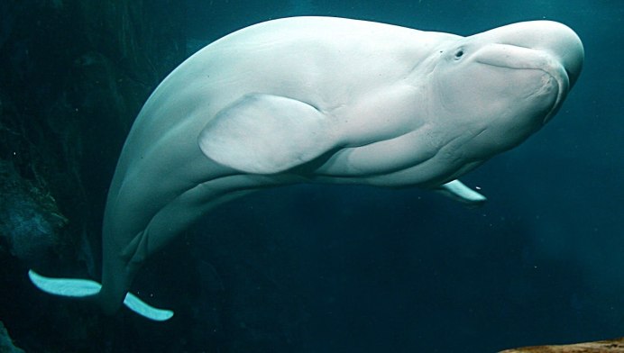 Касатка (2020) (Orca)