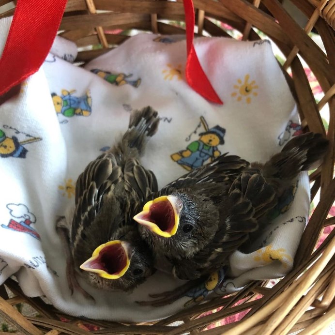 Воробей и воробьишка