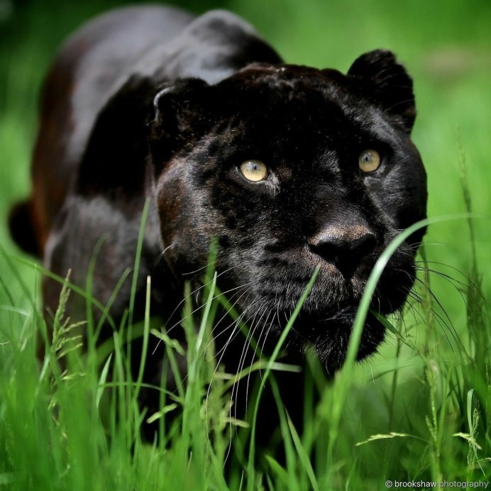 Ksenia Panther x