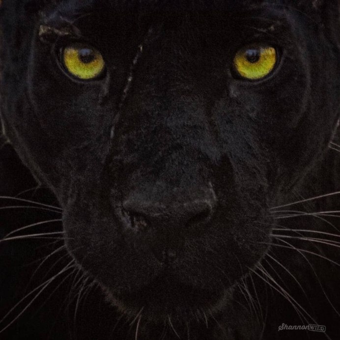 Черная пантера Nat geo Wild