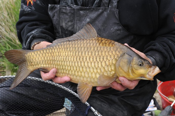 Карась красный (Carassius auratus auratus)