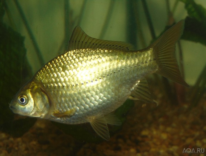 Crucian Carp