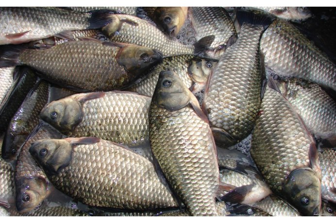Серебряный карась (Carassius gibelio)