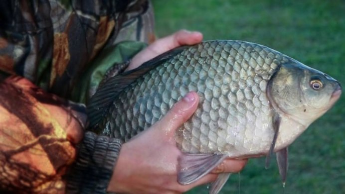 Карась обыкновенный Carassius Carassius