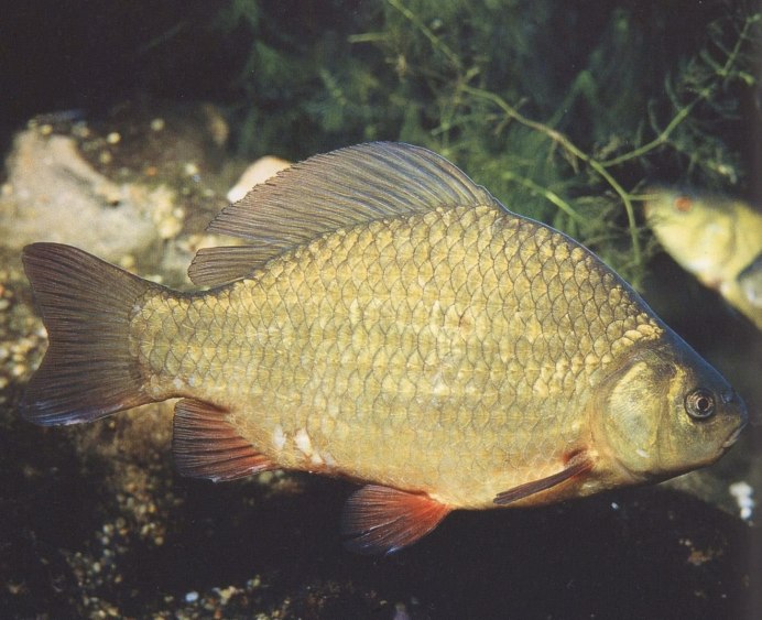 Карп (Cyprinus Carpio)