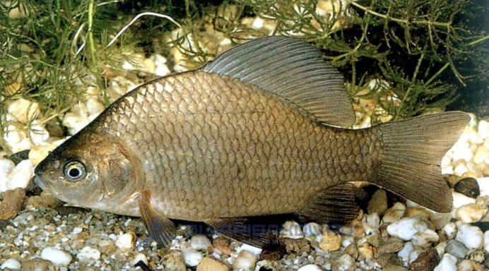 Серебряный карась (Carassius gibelio)