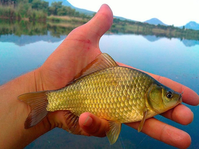 Карась обыкновенный Carassius Carassius