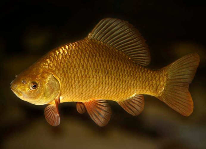 Карась обыкновенный Carassius Carassius