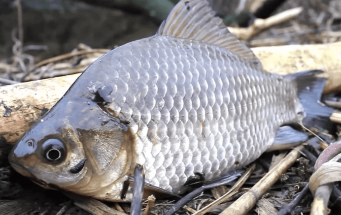 Карась красный (Carassius auratus auratus)