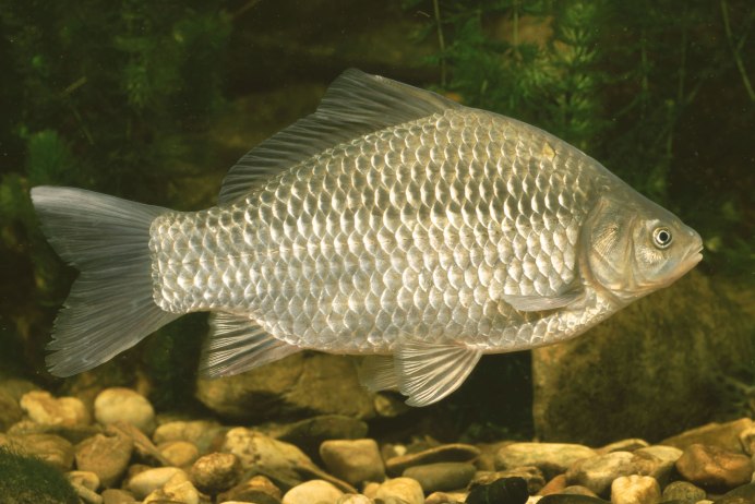 Карась золотой Carassius Carassius