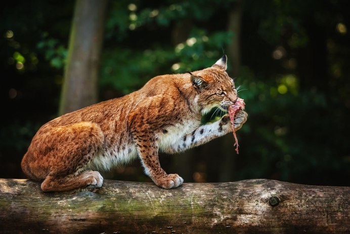 Рысь (Lynx Lynx) в дикой природе