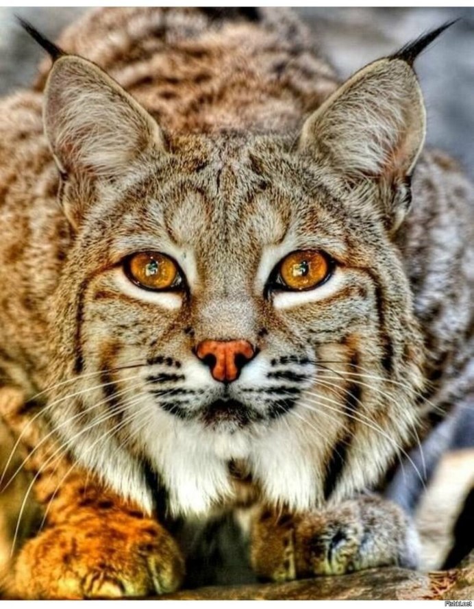 Канадская Рысь (лат. Lynx canadensis)