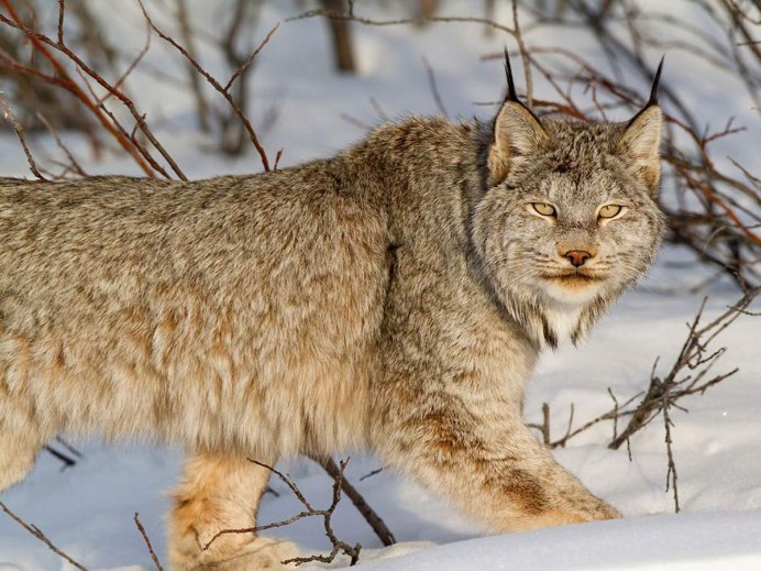 Рысь (Lynx Lynx) в дикой природе