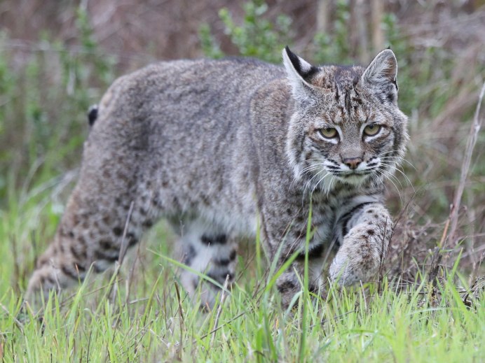 Рысь — Lynx Lynx