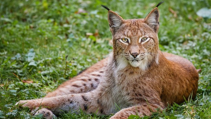 Рысь — Lynx Lynx
