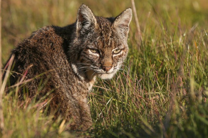 Канадская Рысь Lynx canadensis