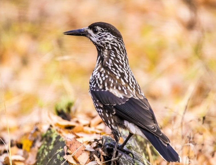 Кедровка Nucifraga caryocatactes Linnaeus,1758