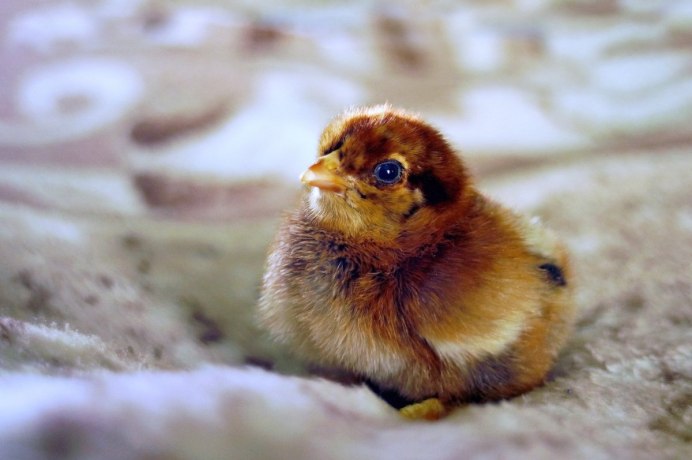 Желторотый птенец порода