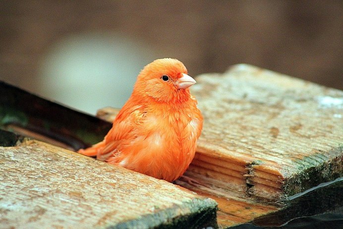 Горихвостка Чернушка мухоловка