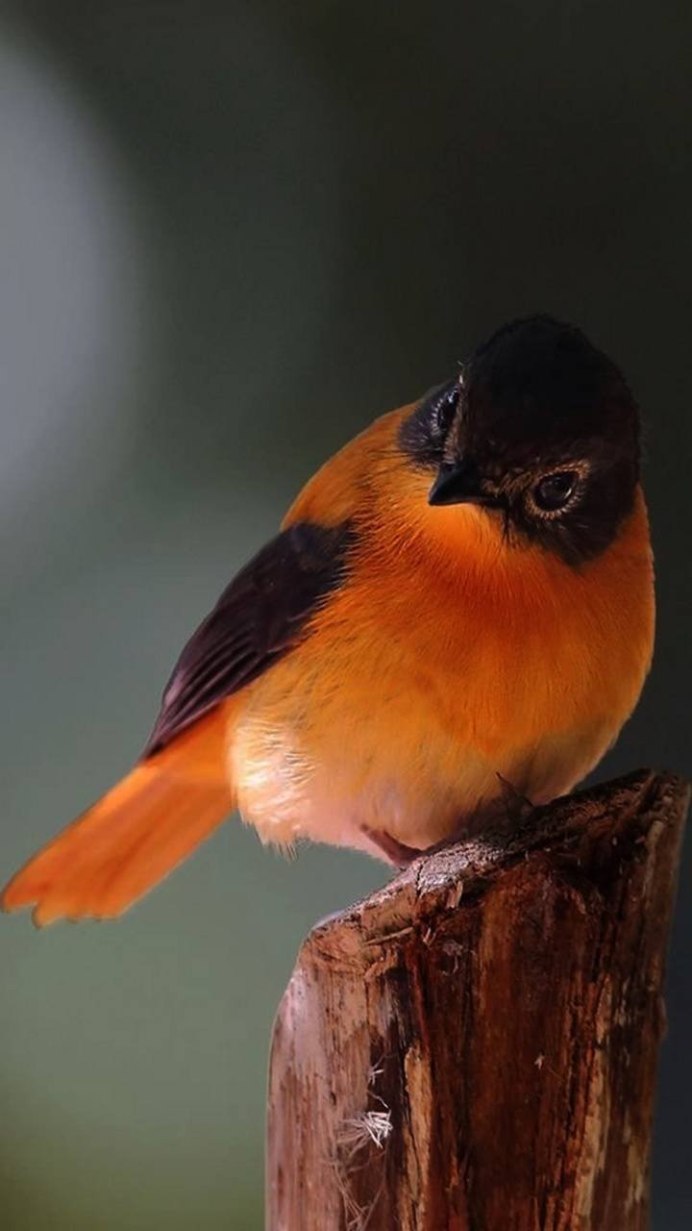 Гималайская синица