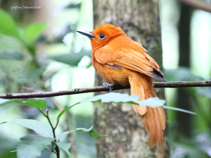Обыкновенная горихвостка