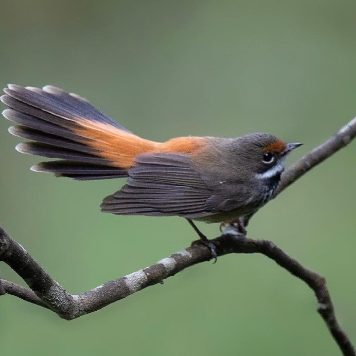 Певчий медосос птица