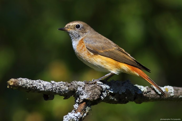 Зарянка горихвостка