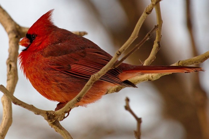 Птичка с красным брюшком