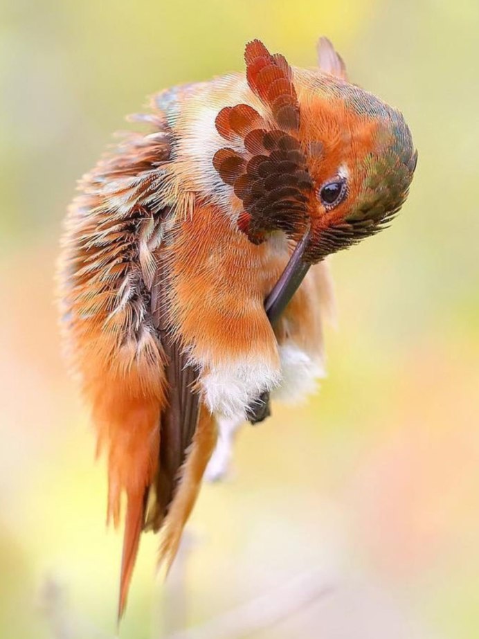Зарянка горихвостка