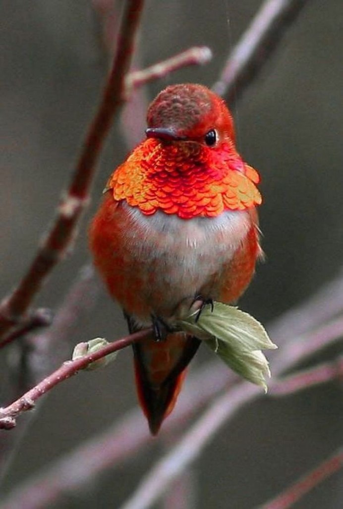 Горихвостка птица