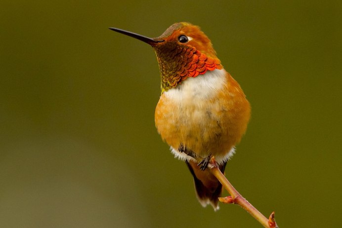 Птичка кенар оранжевый