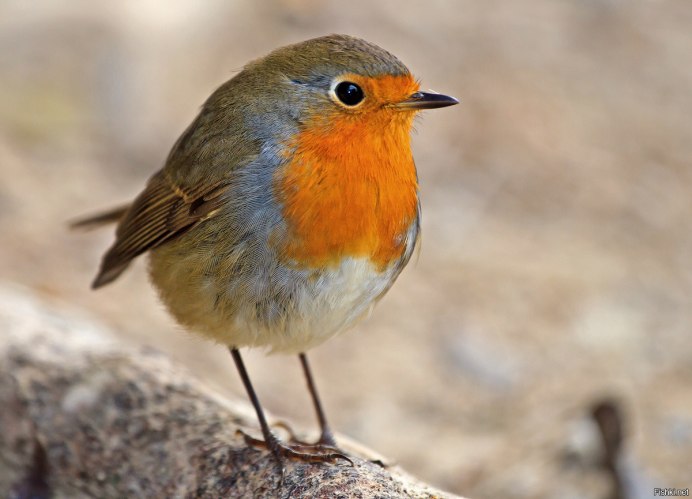 Птица с рыжеватым надхвостьем