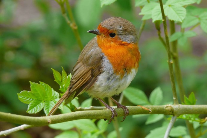 Колибри оранжевая