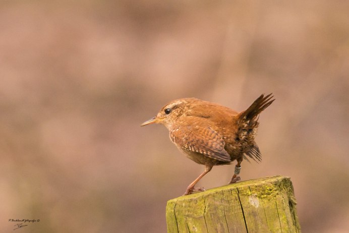 Обыкновенная горихвостка