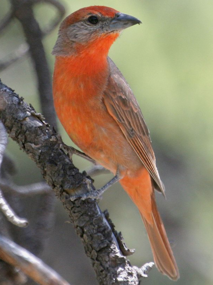 Зарянка Малиновка горихвостка