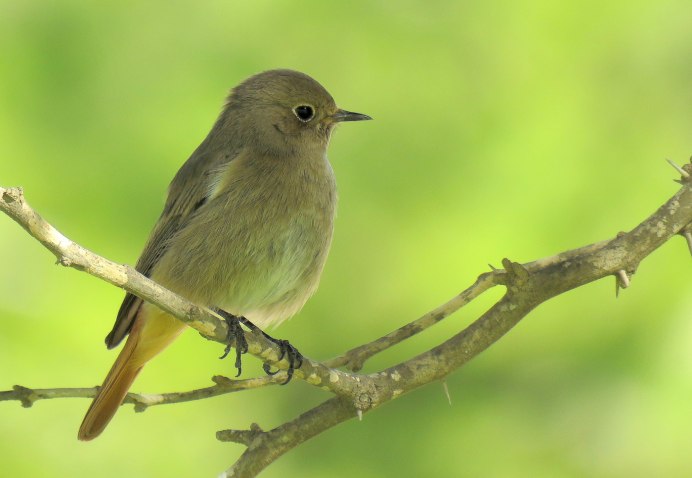 Птичка с рыжим хохолком