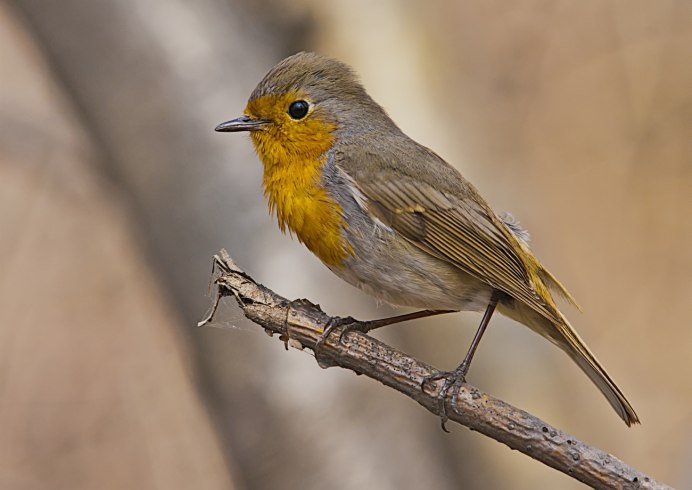 Птица Yellow Rumped Warbler