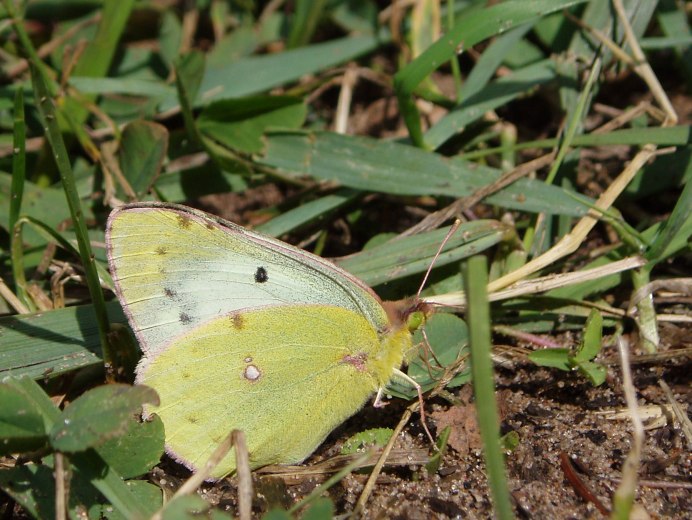Желтушка Луговая COLIAS hyale