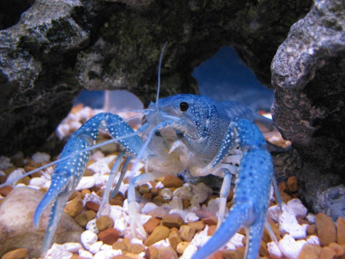 Procambarus alleni синий Флоридский рак.