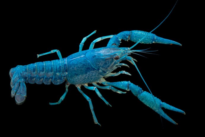 Procambarus Cubensis