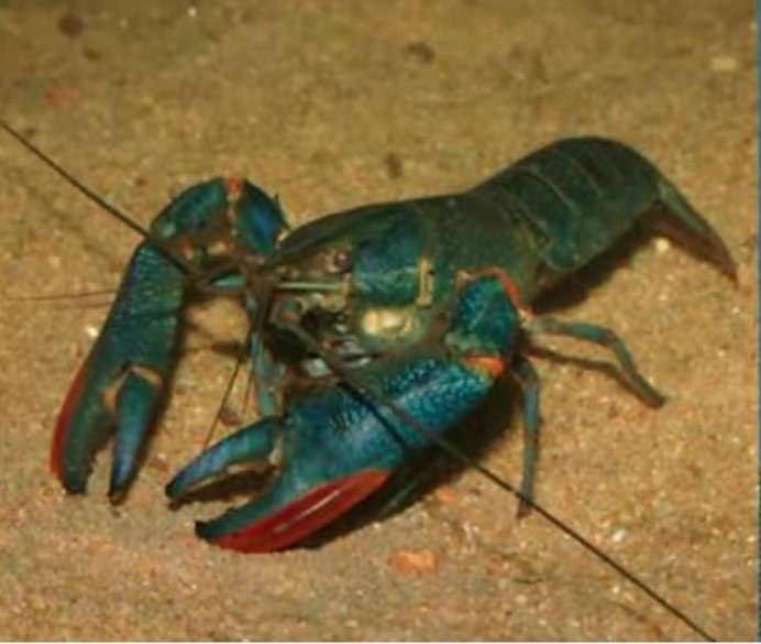 Blue Crayfish
