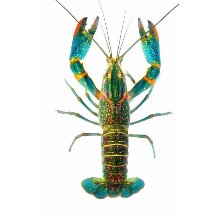 Cherax quadricarinatus