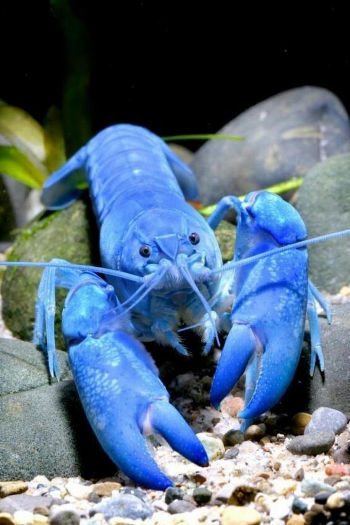 Cherax quadricarinatus