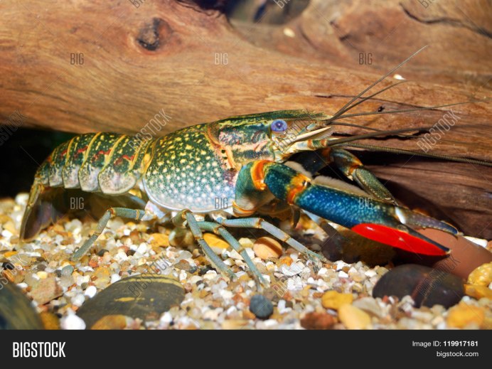 Procambarus Cubensis